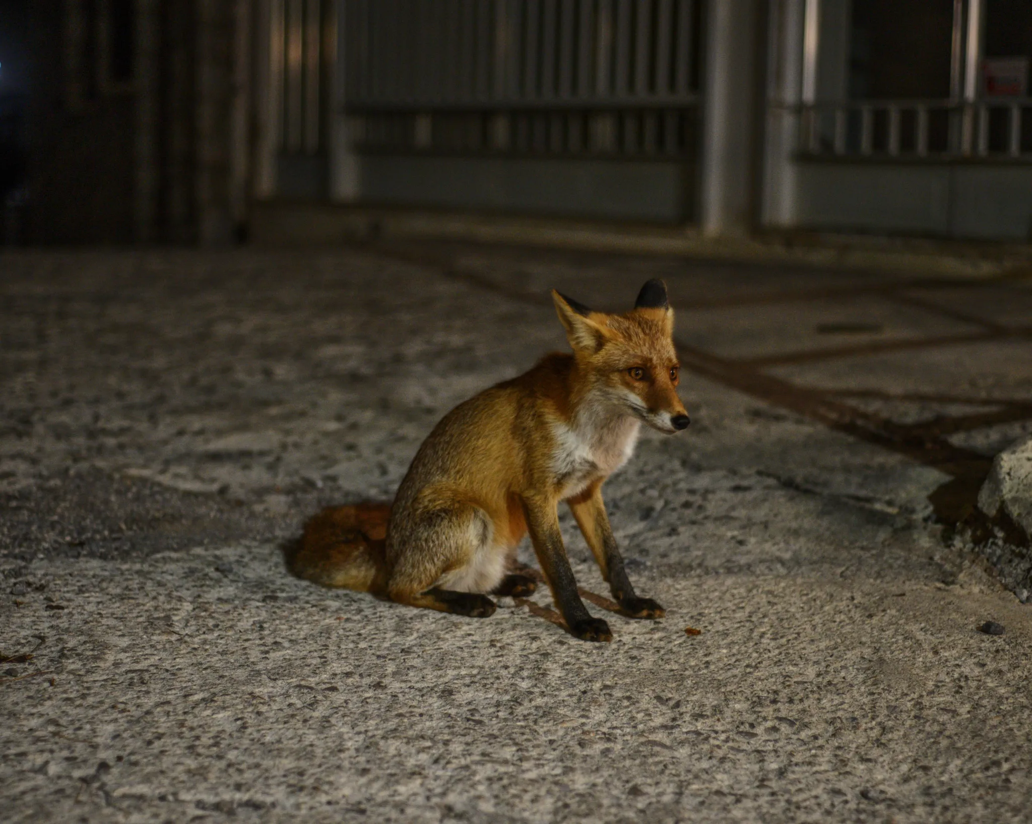 A curious fox in Arachova