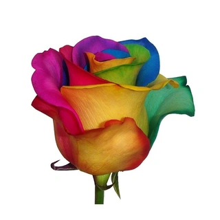 Εικόνα προσφοράς Αποστολή Αυθημερών Πολύχρωμο Τριαντάφυλλο - Anthemion Flowers