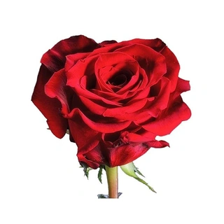 Κόκκινα Τριαντάφυλλα | Αυθημερόν Παράδοση και Δωρεάν Μεταφορικά